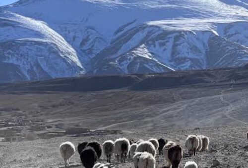 Ladakh’s world famous Changra goat Pashmina gets a shot in the arm