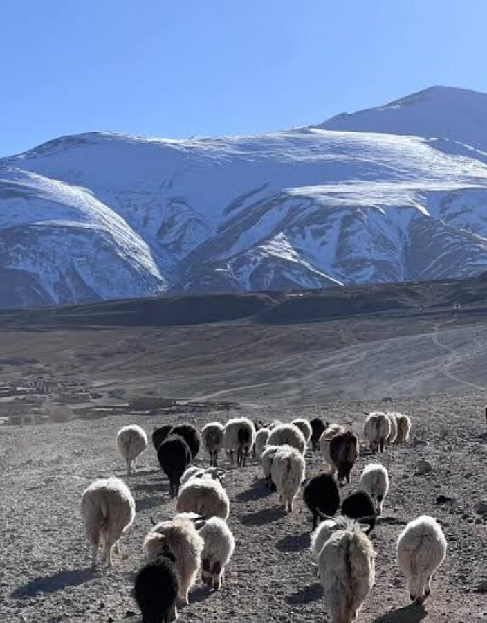 Ladakh’s world famous Changra goat Pashmina gets a shot in the arm