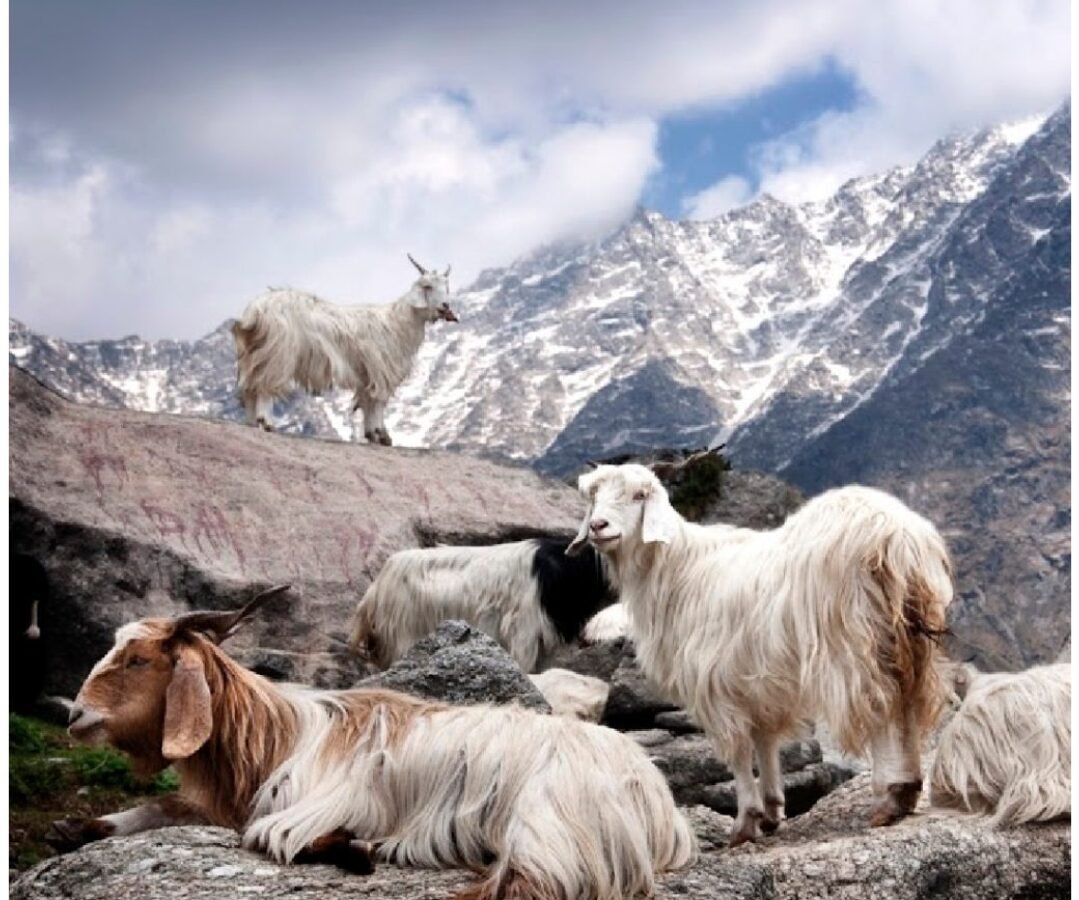 Ladakh LG disbursed Rs 1.10 cr incentive among 1200 Pashmina herders of Changthang