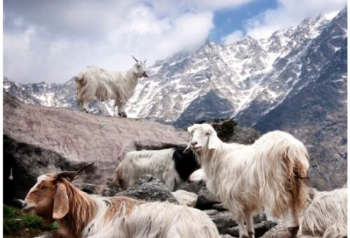 Ladakh LG disbursed Rs 1.10 cr incentive among 1200 Pashmina herders of Changthang