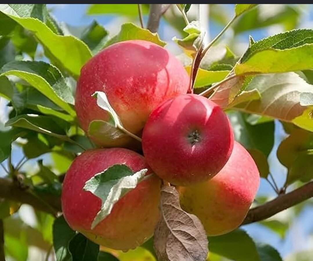 Railways to ensure quick & safe transportation of Kashmiri Apples