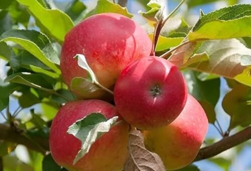 Railways to ensure quick & safe transportation of Kashmiri Apples