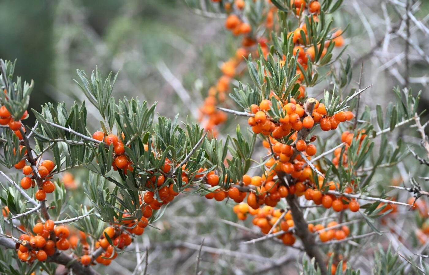 Centre mulls Natl Sanjeevani Research Centre for sea buckthorn in Ladakh’s Nubra