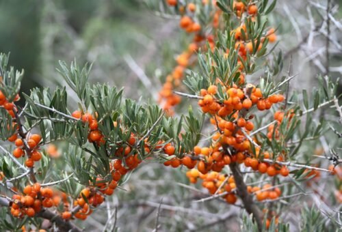 Centre mulls Natl Sanjeevani Research Centre for sea buckthorn in Ladakh’s Nubra