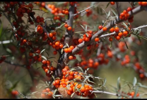 Ladakh LG announces 100% hike in procurement price of Sea Buckthorn