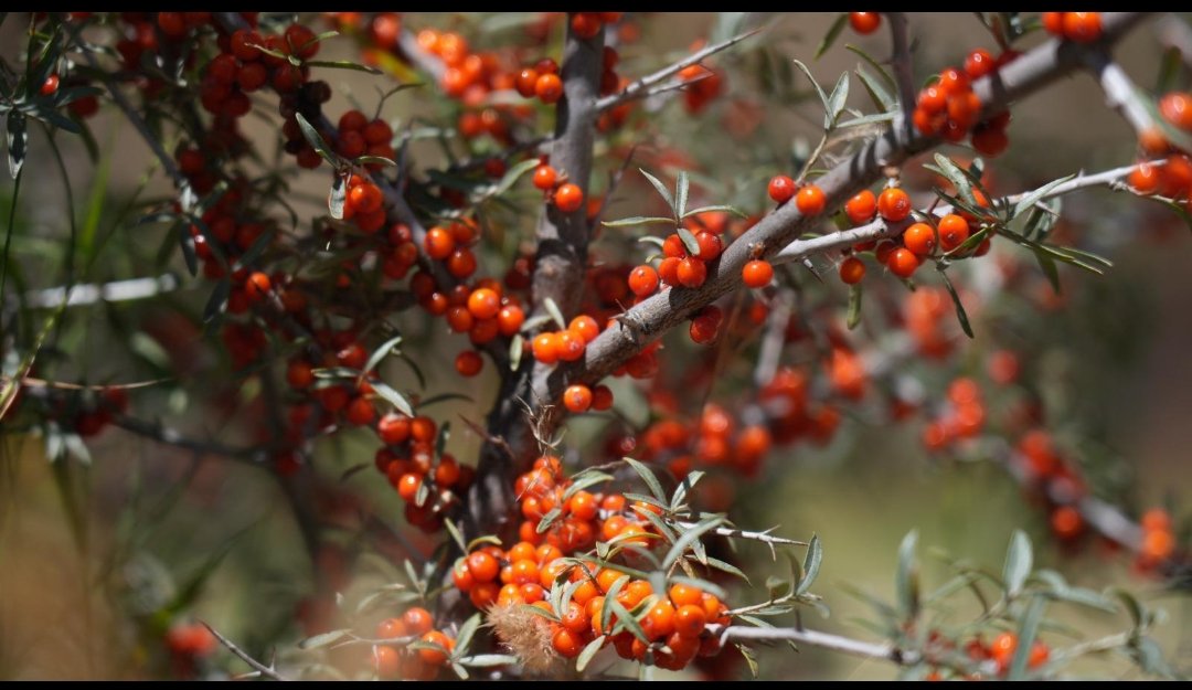 Ladakh LG announces 100% hike in procurement price of Sea Buckthorn